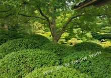 Load image into Gallery viewer, Japanese Garden Photo Art Prints